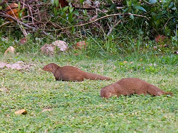 Mongoose were originally brought by the plantation owners to control the rat population. Now they are everywhere. Jan 10, 2009 4:19 PM
