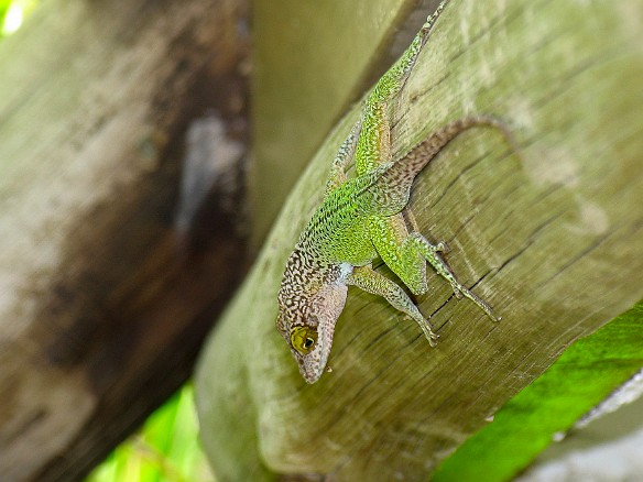 Gecko gigantis Jan 11, 2009 2:45 PM : Antigua 2009-01