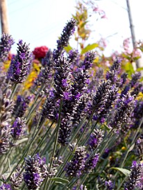 BC2010-004 The hotel flower garden, lavender is everywhere