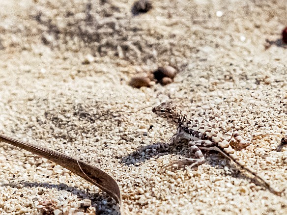 CaboSanLucas-020 Inland from the dunes was a small estuary with lizards, geckos, and water birds