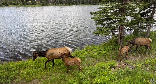 Jasper-011 There were elk cows and calves everywhere in Jasper. A few in our group spotted a bull, but none for me (probably a good thing!). All it took was a 5 minute...