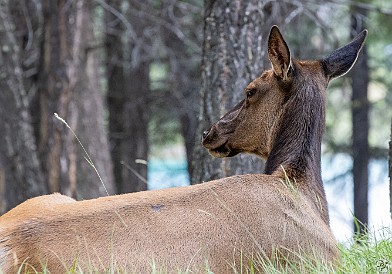 Jasper-016 There were elk cows and calves everywhere in Jasper. A few in our group spotted a bull, but none for me (probably a good thing!). All it took was a 5 minute...