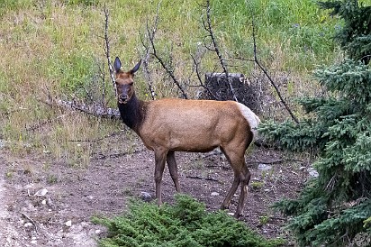 Jasper-019 There were elk cows and calves everywhere in Jasper. A few in our group spotted a bull, but none for me (probably a good thing!). All it took was a 5 minute...