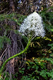 ManyGlacierHotel-026 Bear grass flowers