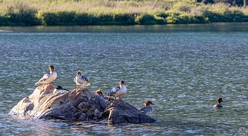 ManyGlacierHotel-029 Common Mergansers sunning themselves on Swiftcurrent Lake