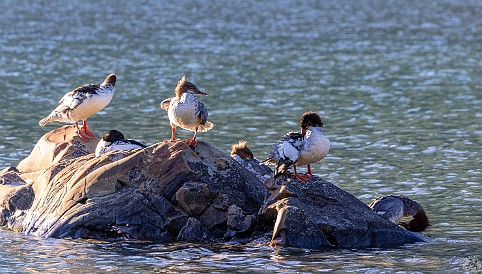 ManyGlacierHotel-032 Common Mergansers sunning themselves on Swiftcurrent Lake