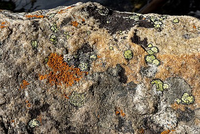 MoraineLake-011 Lichen of every color