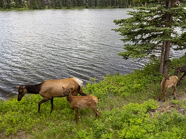 Jasper Elk galore around Beauvert Lake and taking the sky tram to the top of Whistlers Summit