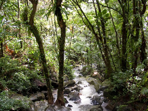 Jan 18, 2010 11:04 AM : El Yunque, Puerto Rico, SilverSea Caribbean Cruise 2010