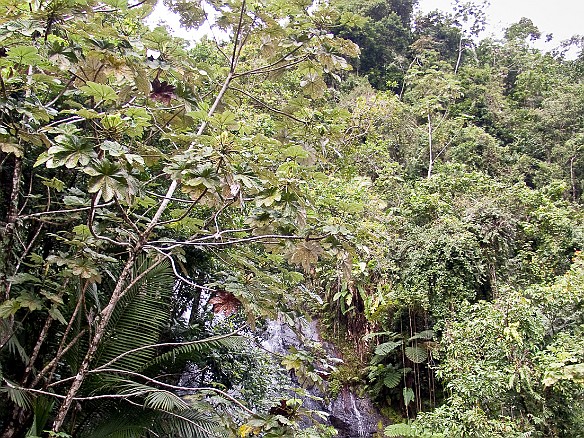 Jan 18, 2010 11:06 AM : El Yunque, Puerto Rico, SilverSea Caribbean Cruise 2010