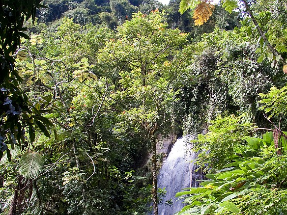Jan 18, 2010 11:09 AM : El Yunque, Puerto Rico, SilverSea Caribbean Cruise 2010