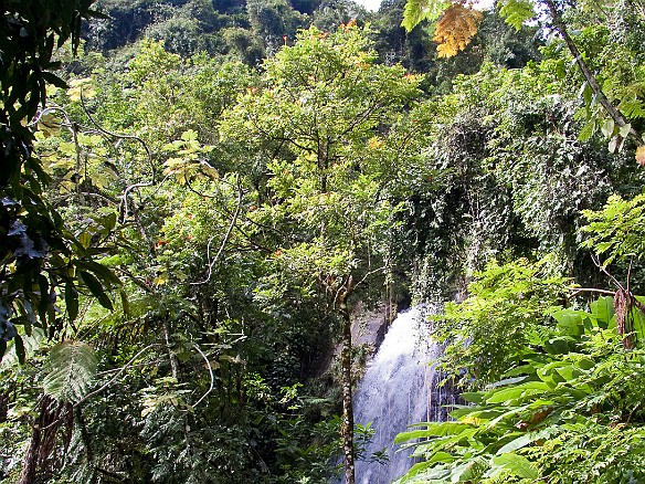 Jan 18, 2010 11:09 AM : El Yunque, Puerto Rico, SilverSea Caribbean Cruise 2010