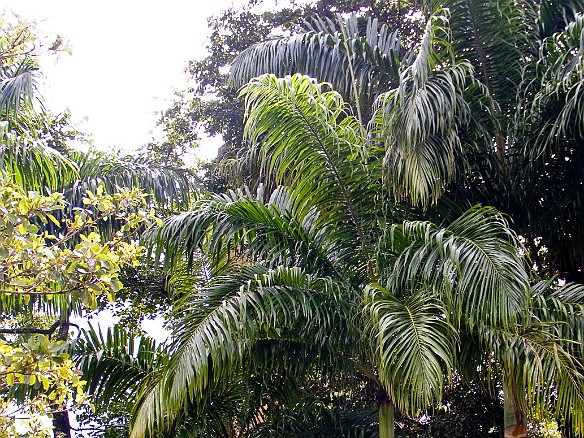 Jan 18, 2010 11:23 AM : El Yunque, Puerto Rico, SilverSea Caribbean Cruise 2010