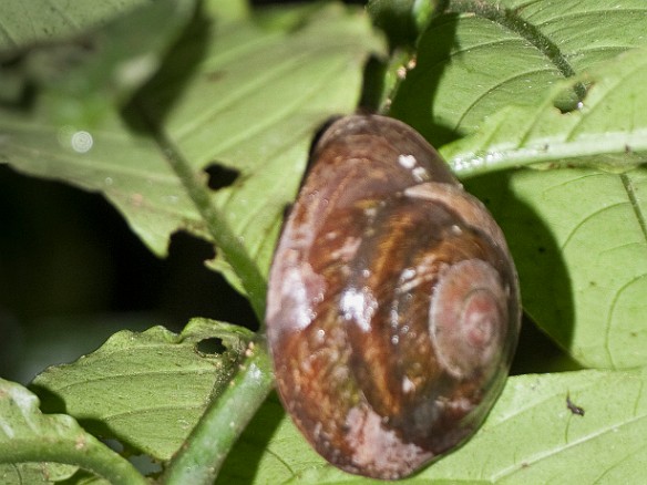 Giant snails, also everywhere Jan 18, 2010 12:04 PM : El Yunque, Puerto Rico, SilverSea Caribbean Cruise 2010