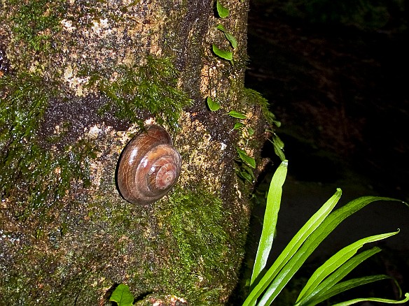 The giant snails decorate the trees Jan 18, 2010 12:22 PM : El Yunque, Puerto Rico, SilverSea Caribbean Cruise 2010