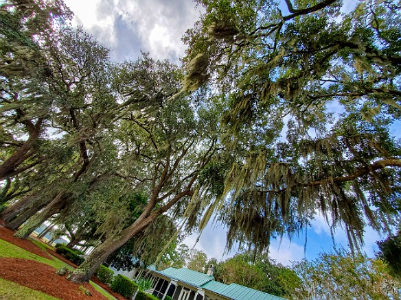 Bluffton2019-007 Spanish Moss