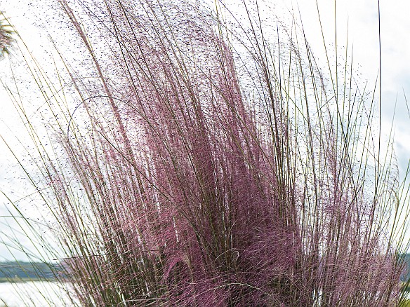 Bluffton2019-011 Pink Muhly Grass, also known as Pink Hair Grass, is beautiful in the fall