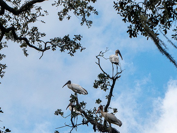 Bluffton2019-016 Five pelicans sittin' in a tree....
