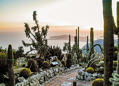 SophiaAntipolis2002-020 The cactus and succulent