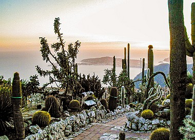 SophiaAntipolis2002-020 The cactus and succulent 