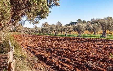 Côte d'Azur-007 Olive trees and fields tended by the abbey's small contingent of Cistercian monks