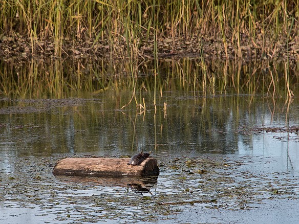 Box and painted turtles were sunning themselves on every available log and branch Sep 14, 2014 4:35 PM : animal, reptile, reptilia, testudines, turtle