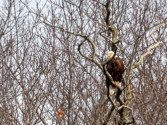 CT River Eagle Watch Cruise
