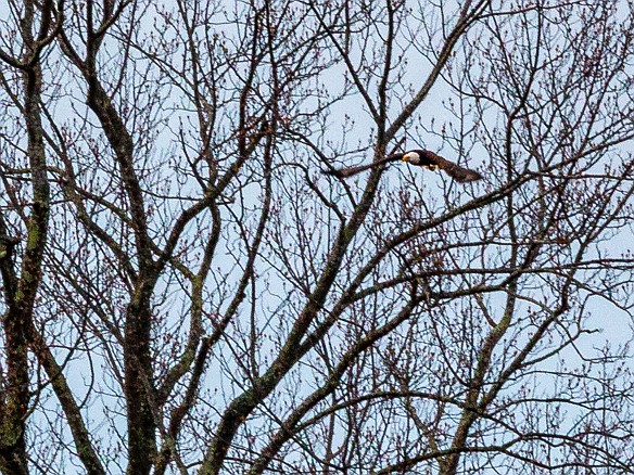 CT River Eagle Cruise 2022-004 First bald eagle spotted in flight!