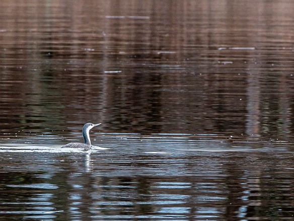 CT River Eagle Cruise 2022-013 Loon on the river