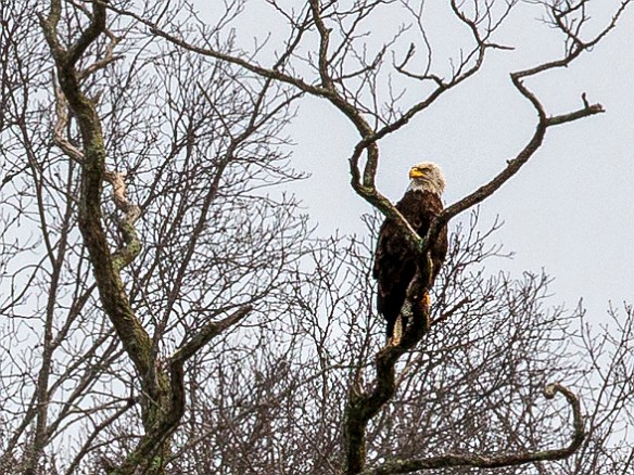 CT River Eagle Cruise 2022-020 This adult bald eagle was keeping an eye out for fish