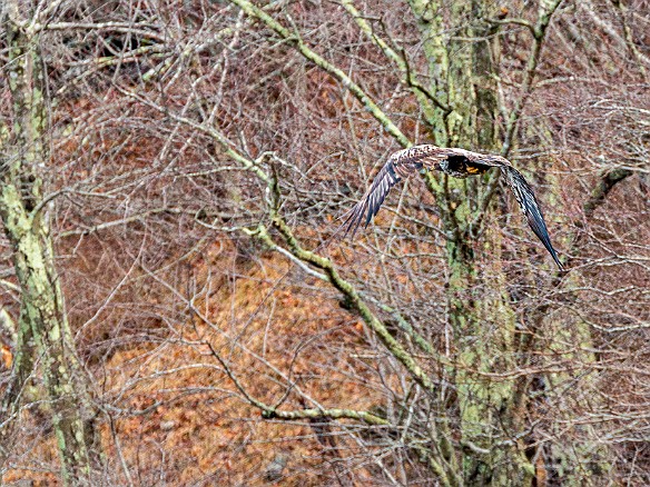 CT River Eagle Cruise 2022-027 The sub-adult eagle took flight until it found a new perch