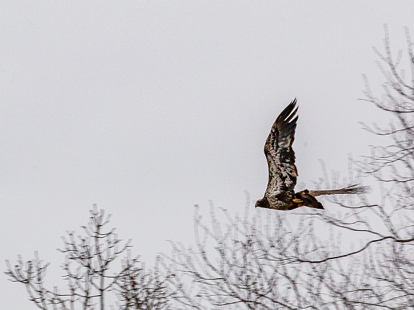 CT River Eagle Cruise 2022-030 Red-tail hawk