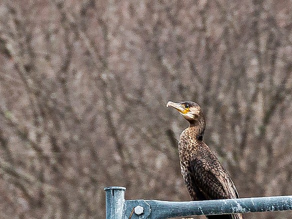 CT River Eagle Cruise 2022-033 Cormorant on channel marker 32 near Joshua Creek