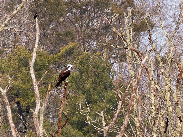 CT River Eagle Cruise 2022-036 Another hawk