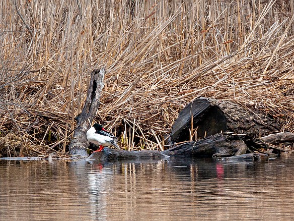 CT River Eagle Cruise 2022-038 Red Breasted Merganser