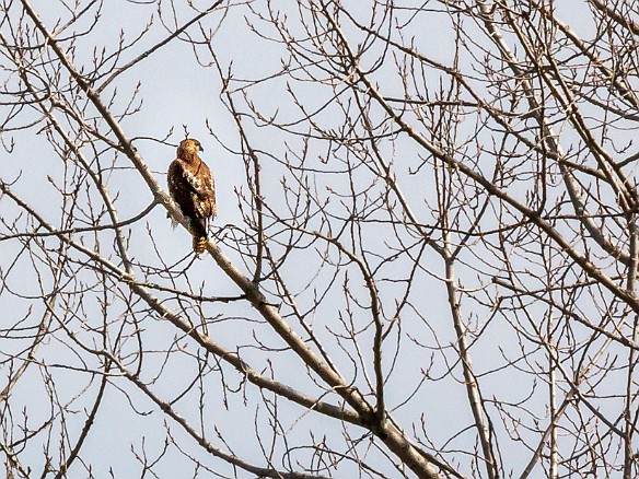 CT River Eagle Cruise 2022-053 Another red-tailed hawk