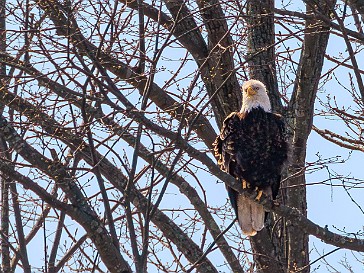 CT River Osprey & Eagle Cruise on the RiverQuest, Spring 2023