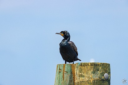 CT River Eagle Cruise 2023-003 Cormorants in Essex Harbor