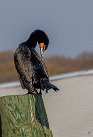 CT River Eagle Cruise 2023-004 Cormorants in Essex Harbor