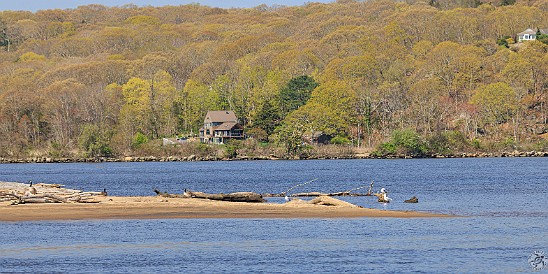 CT River Eagle Cruise 2023-025 The sandbar on the northern tip of Brockway Island