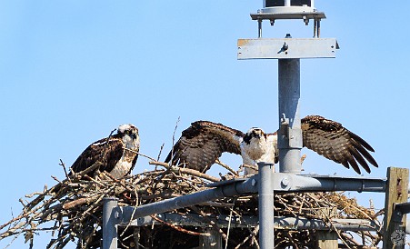 CT River Eagle Cruise 2023-036 Osprey on the Brockway Bar Channel marker