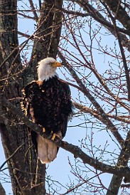 CT River Eagle Cruise 2023-044 Bald eagle near its nest at the southern end of Selden Neck