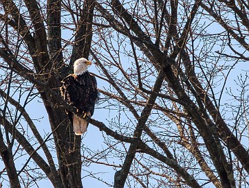 CT River Eagle Cruise 2023-047 Bald eagle near its nest at the southern end of Selden Neck