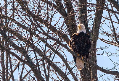 CT River Eagle Cruise 2023-050 Bald eagle near its nest at the southern end of Selden Neck