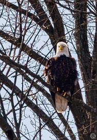 CT River Eagle Cruise 2023-054 Bald eagle near its nest at the southern end of Selden Neck