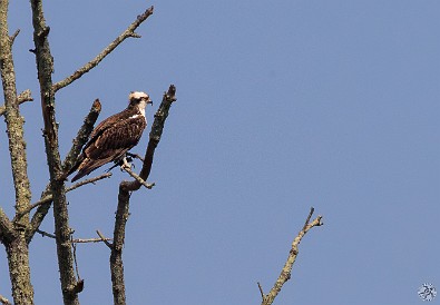 CT River Eagle Cruise 2023-058 Osprey at the southern end of Eustasia Island across the channel from Deep River harbor