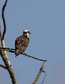 CT River Eagle Cruise 2023-060 Osprey at the southern end of Eustasia Island across the channel from Deep River harbor