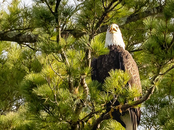 MusicOnTheRiver-20220821-JohnSpignesi-015 Bald eagle at one of the usual spots near Selden Creek 🦅