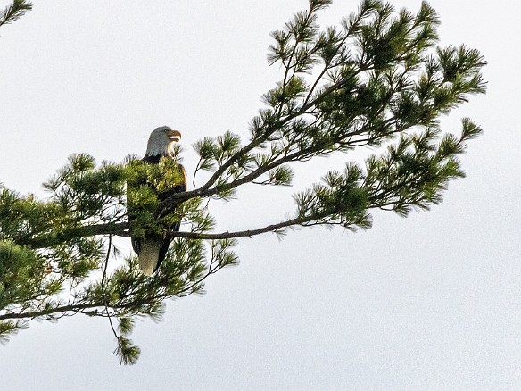 MusicOnTheRiver-20220821-JohnSpignesi-018 Bald eagle at one of the usual spots near Selden Creek 🦅