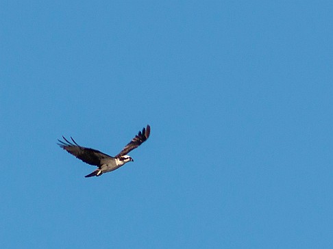 CT River Swallow Cruise-004